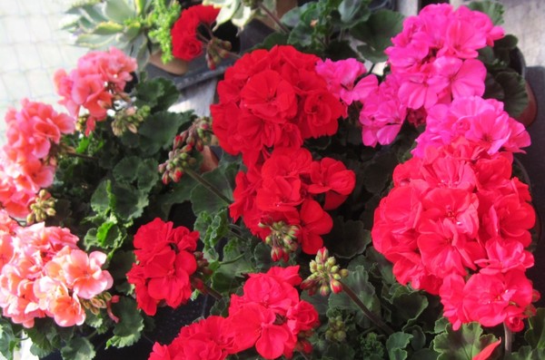 Variety of red and pink