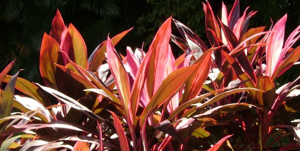 TI LEAVES