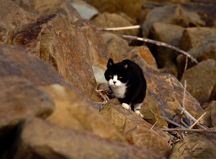 Feral Cat Harbor Jetty Rocks