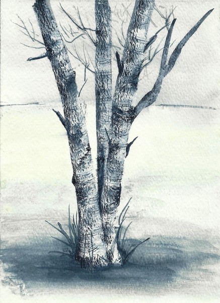 Birch Trees 