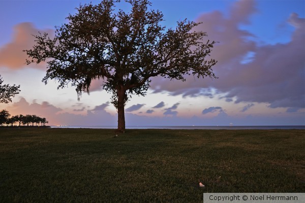 Tree at Night