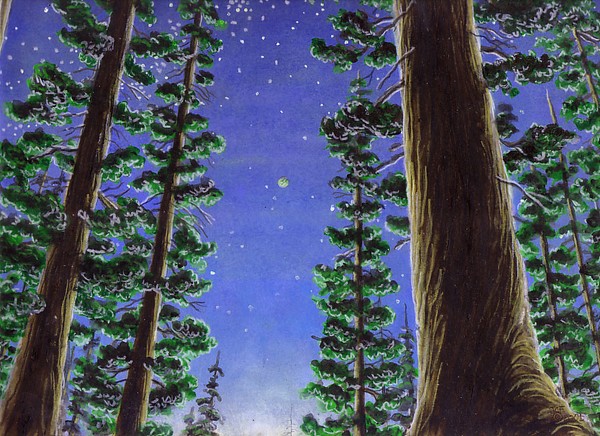 Sunrise Forrest