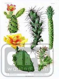 Cactus You Print Digital Image  