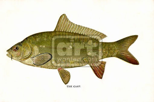 Denton Print CARP ORIGINAL print from 1895