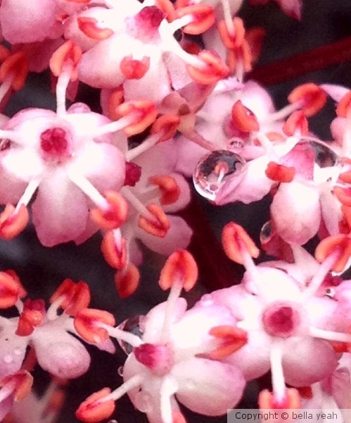 elder flowers, after the rain