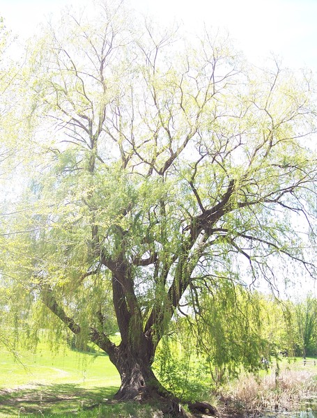 Willow
