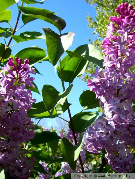Lilac2