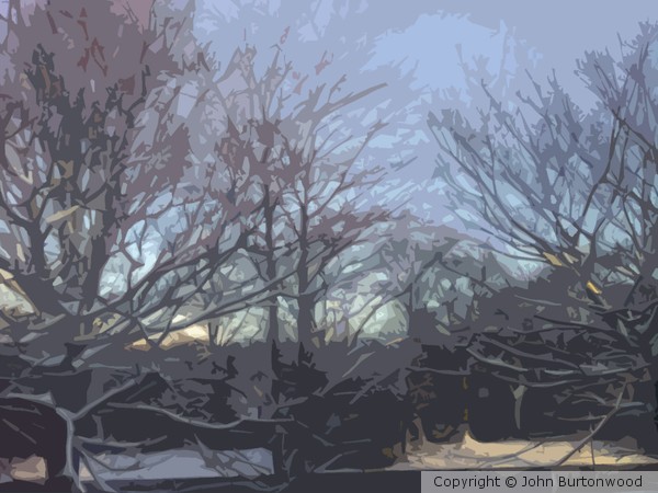 snowtrees