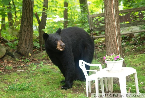 Bad Bear