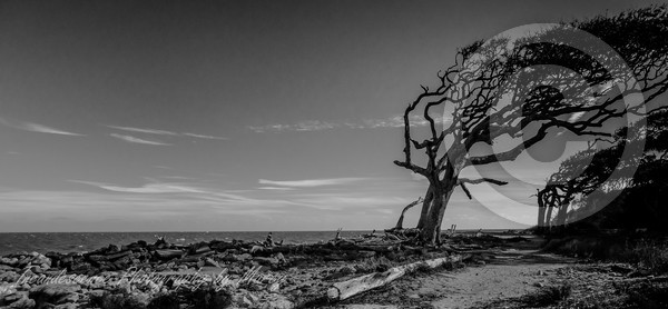 Driftwood Beach