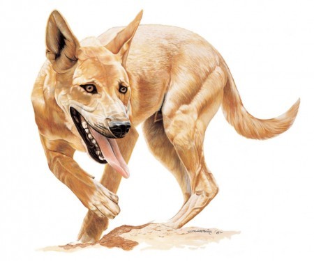 Dingo