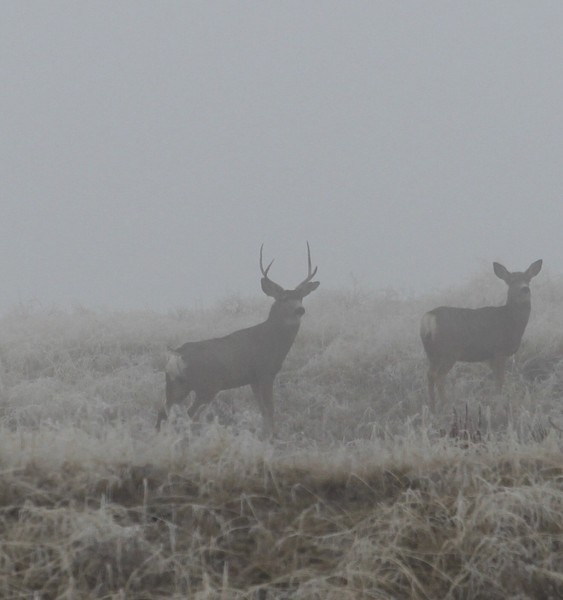 Fog