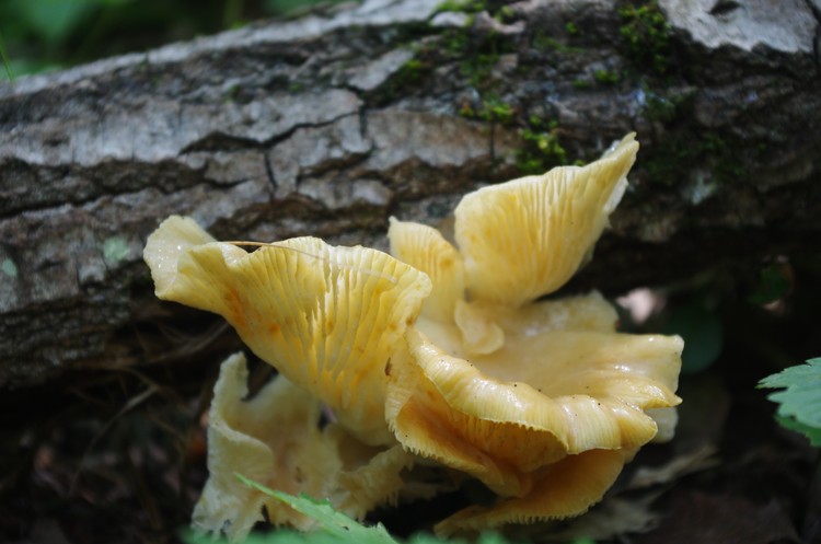 Mysterious Mushrooms
