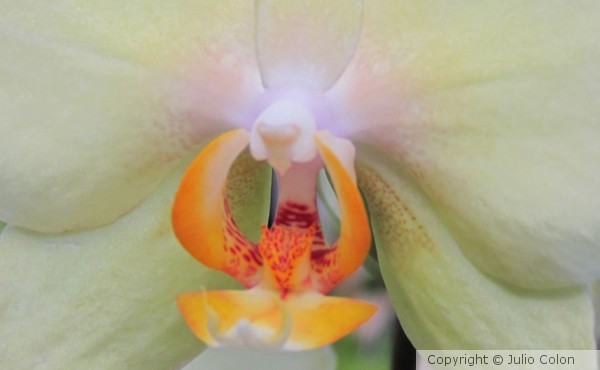 Orchid Devil