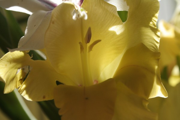 Close-Up Gladilious