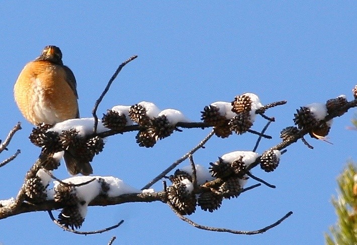 the last robin