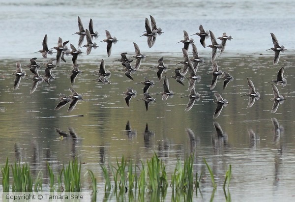 Dowitcher Flock