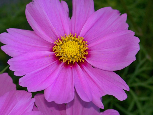 PINK COSMOS (heads side)