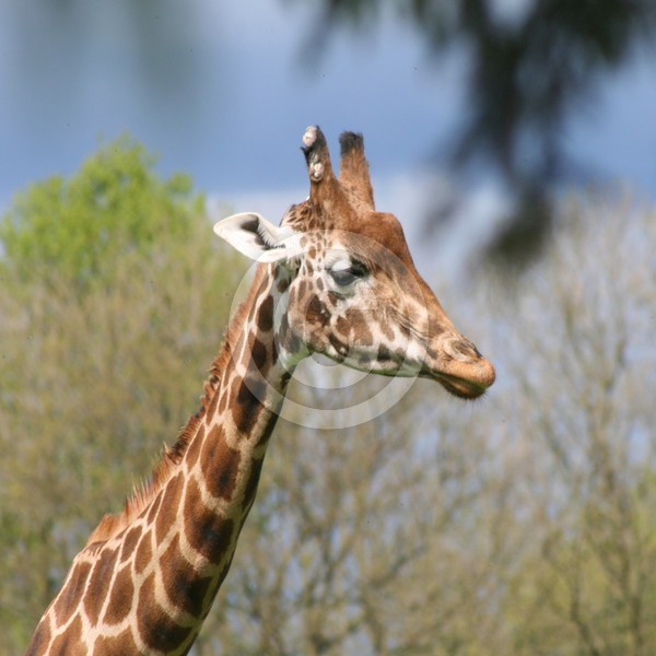 Giraffe