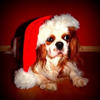 puppies (10)
