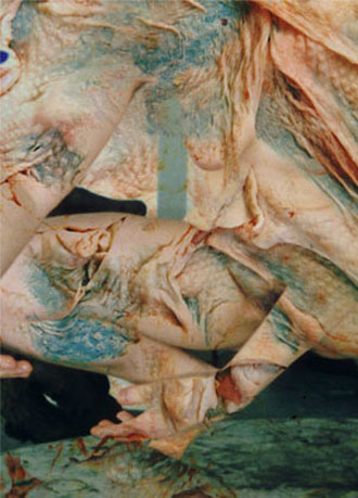 Skin Beautiful I