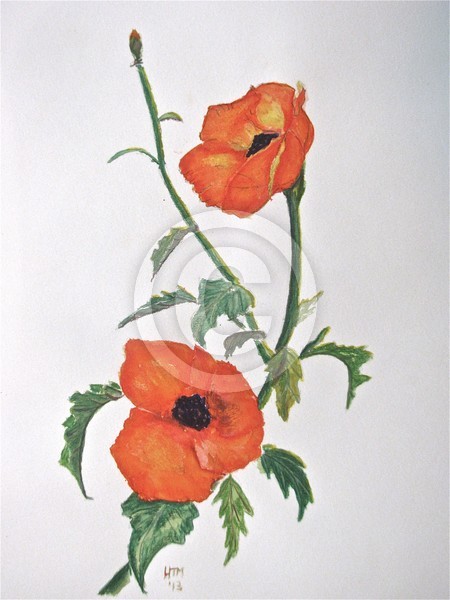 Poppies