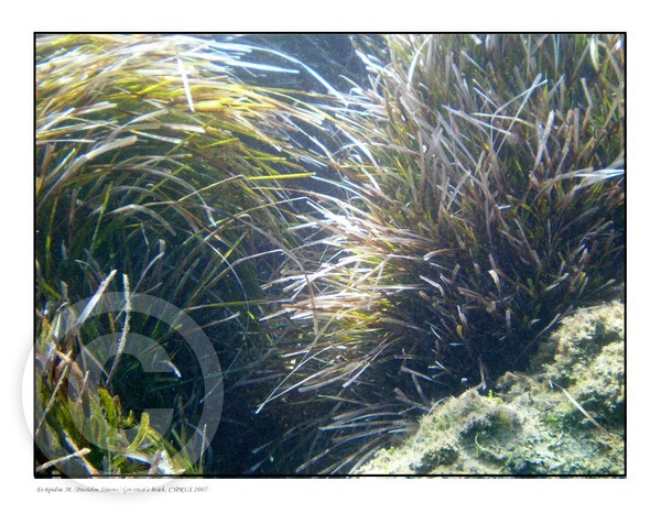 Neptune's grass