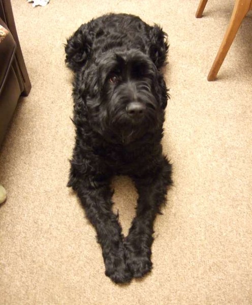 Big Black Fluff