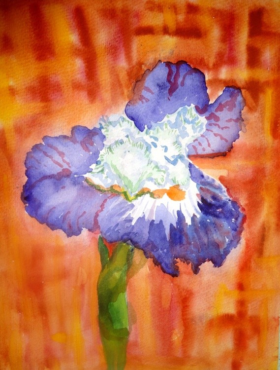 Iris study # 1