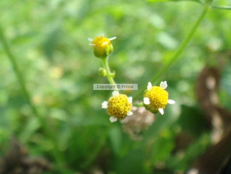 DSC07505