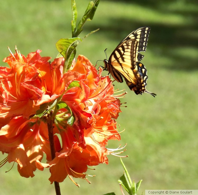 Tiger Swallowtail I
