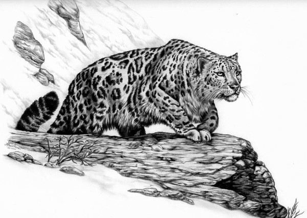 Snow Cat