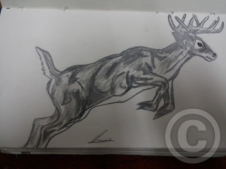 deer