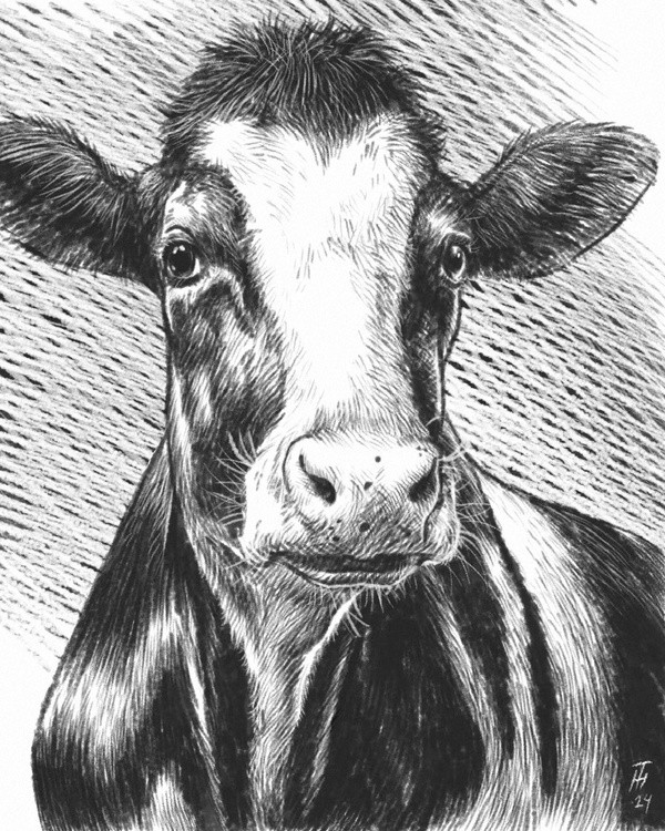 a Portrait of a Cow