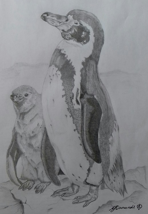 Humboldt penguin