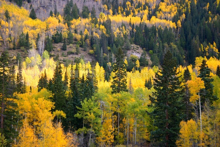 Yellow and Pine