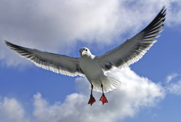 Gull in Air