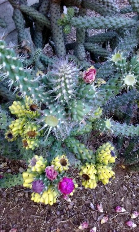 Cactus Garden  2