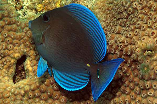 Blue Tang