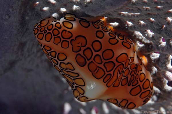 Flamingo's Tongue