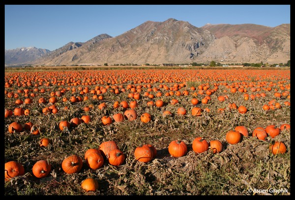 Passel O' Pumpkins