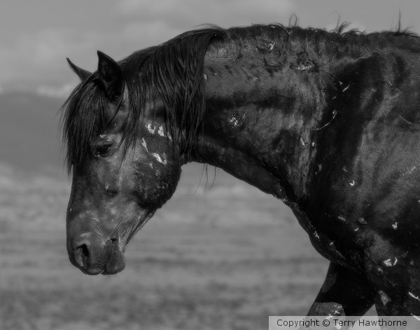 Wild Stallion