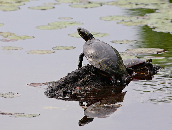 Basking Turtles