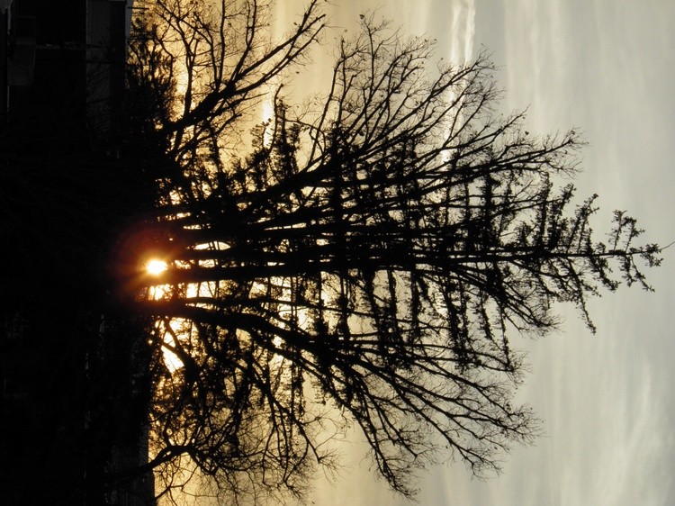 Sunset thru Tree @ Church