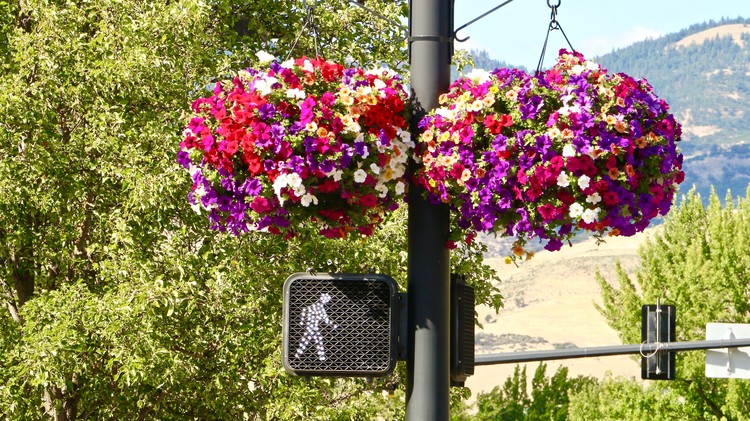 Flowers in Traffic
