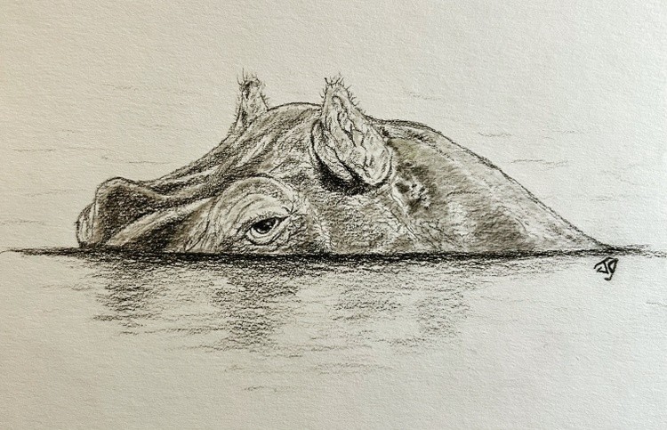 Hippo 1