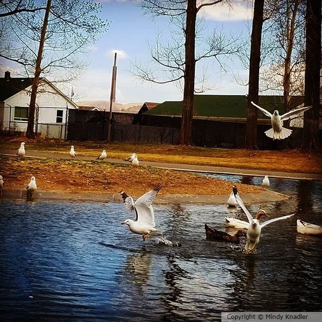 birds