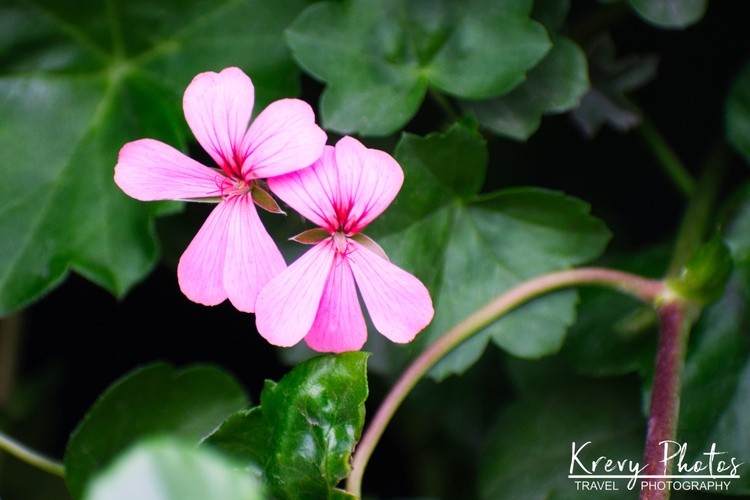 Pink Geranium