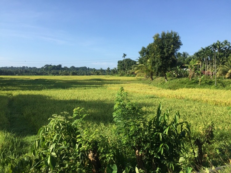 Greenish picture taken on Andaman