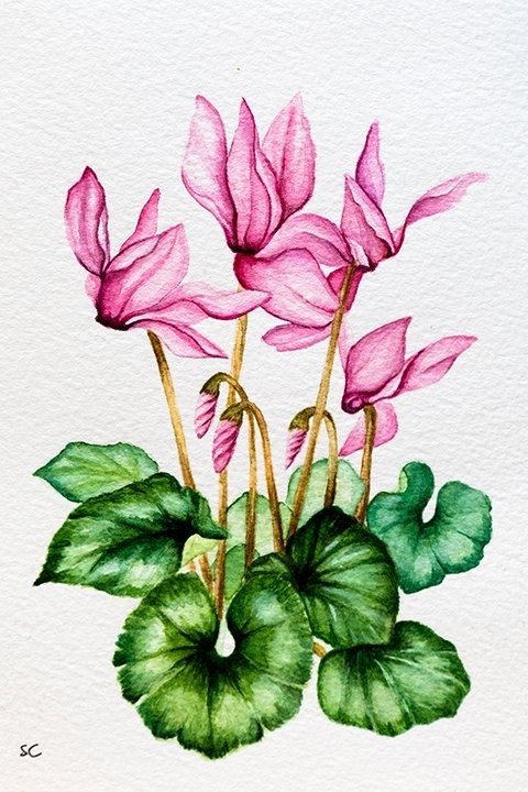 Cyclamen